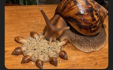 GIANT AFRICAN LAND SNAIL/ALL