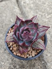 Echeveria casio variegated - 'casio',