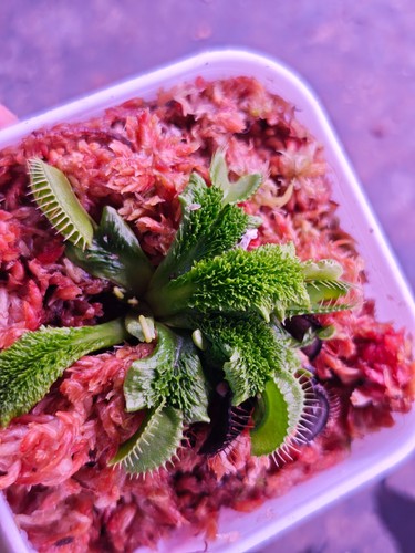 Pre sale dionaea - dionaea, muscipula