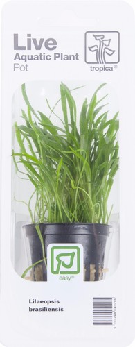 Lilaeopsis brasiliensis