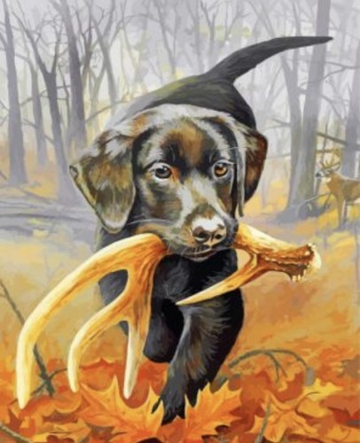 Black labrador cross - labrador, (10)