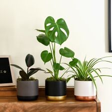 T&M Urban Jungle Collection House Plants Tender Shrub Easy to Grow 6 x Plants