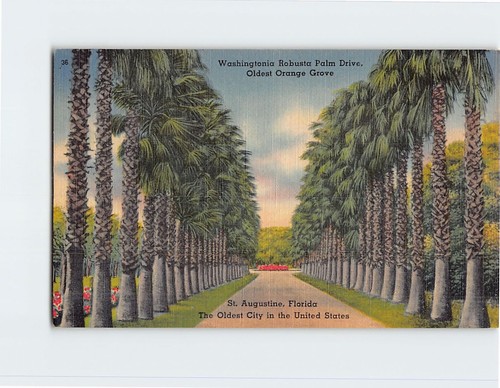 Postcard washingtonia robusta - postcard,