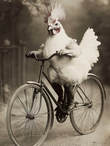 Hilarious chicken posing a - posing, on