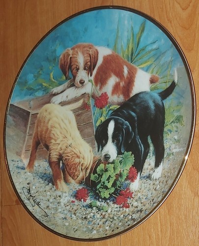 Spaniel puppy plate asca - spaniel,