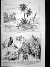 Old Snipe Shooting Bengal