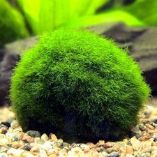 Marimo moss ball cladophora - marimo,