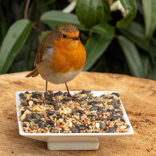 Wild garden bird seed - garden,
