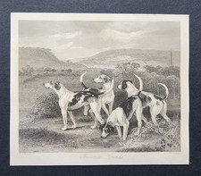 Antique 1843 Print - Fox