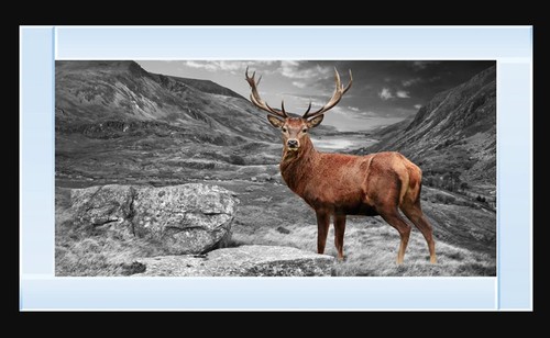 Stag highlands picture - highlands,