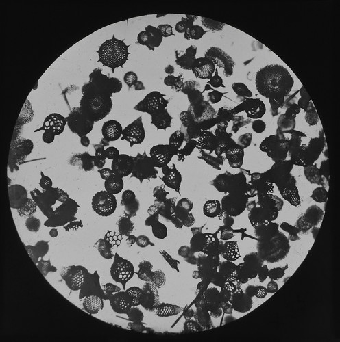 Microscope photo polycystine - microscope,