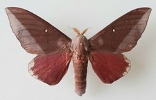 Othorene Hodeva Silk Moth Set