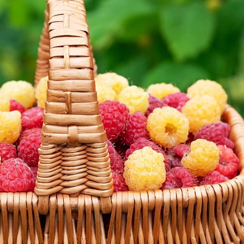 Raspberry fruit plant 9cm - plant, in