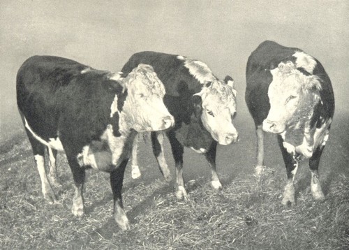 Cattle double standard polled - cattle.,
