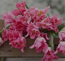 Tulip Crown Dynasty Pack Of 10 Bulbs