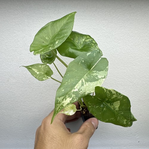 Alocasia simpo albo variegata - simpo,