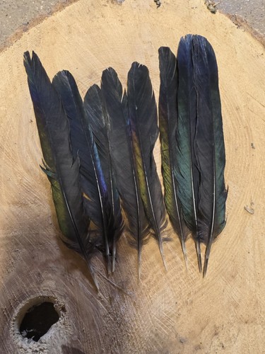 Magpie tail feathers - 8,