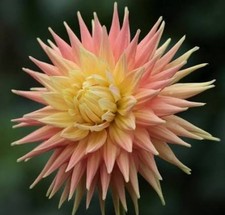 Reginald Keene Large Semi Cactus Dahlia Tuber