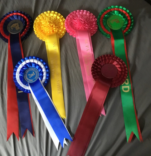 Horse show rosettes - show,
