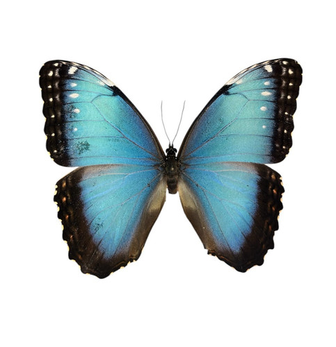 Morpho helenor papered - morpho,