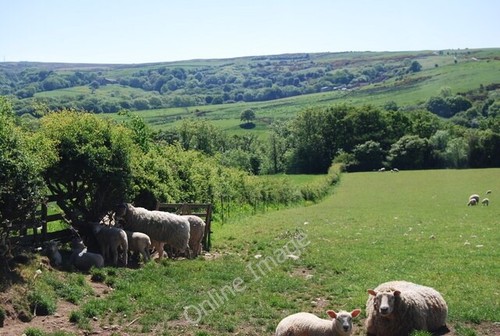 Photo 6x4 sheep and lambs - photo,