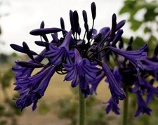 Agapanthus Blue Thunder 3Years