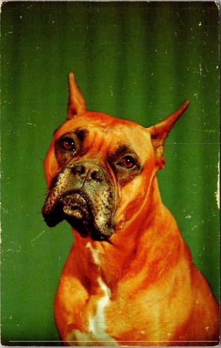 Boxer dog photo now listen - listen, to