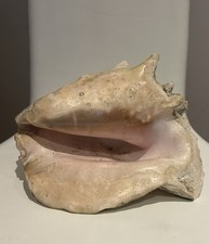 Large Conch Shell Giant Conch