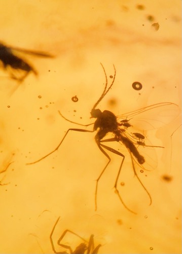 Parasitism fly with - parasitism-,