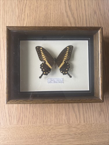 Butterfly taxidermy box - in,