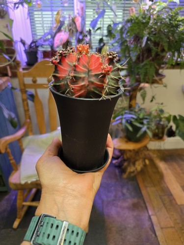 Large flowering the - large, 10