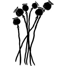 'Poppy Seed Heads' Unmounted