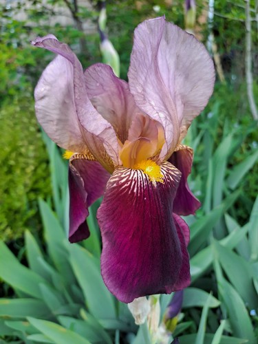 Iris germanica indian - 2x, 'indian