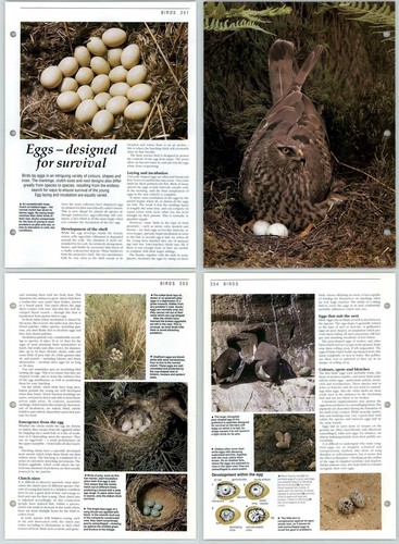Eggs designed for survival - eggs,