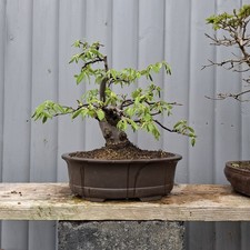 Hornbeam bonsai tree - hornbeam,