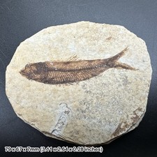Knightia alta fish fossil -