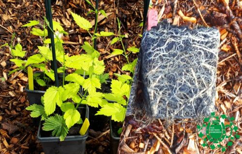 Dwarf hop plants - hop,