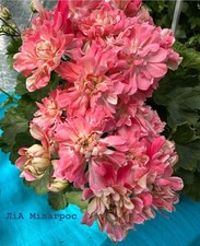 Pelargonium LiA Milagros