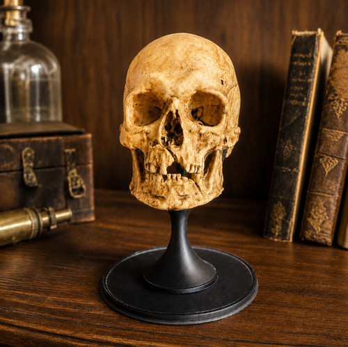 Human skull replica stand - replica, on
