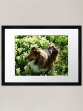 Sheltie in Springtime Framed