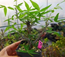 Bursera lancifolia wysiwyg - bursera,