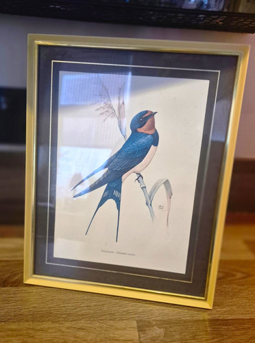 Vintage 1960s swallow bird - swallow,