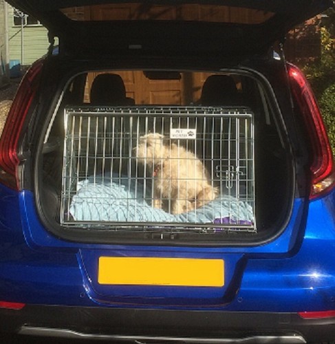 Pet world kia - pet,