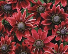 Rudbeckia Hirta Cherry Brandy