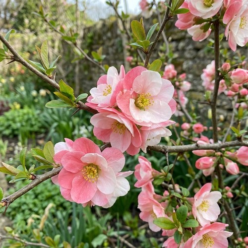 Chaenomeles madame butterfly - chaenomeles,