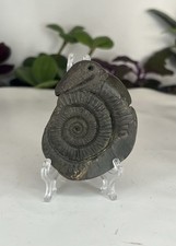 Jurassic Ammonite Fossil