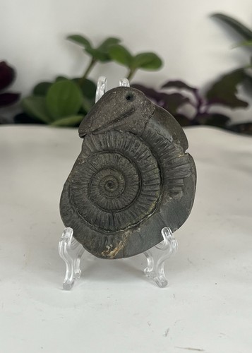 Jurassic ammonite fossil - jurassic,