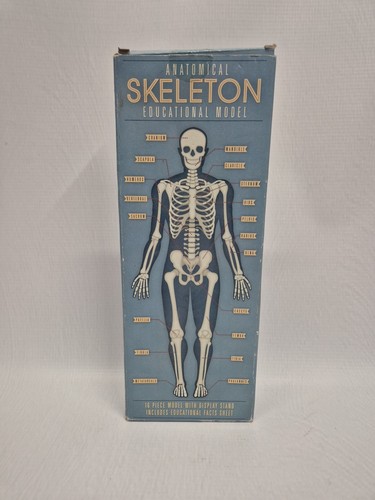Anatomical skeleton education - skeleton,