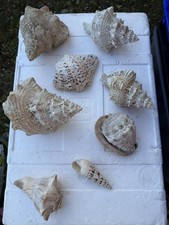 Vintage Large Seashell