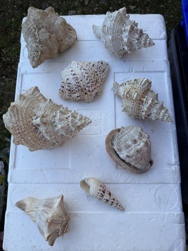 Vintage large seashell - large,